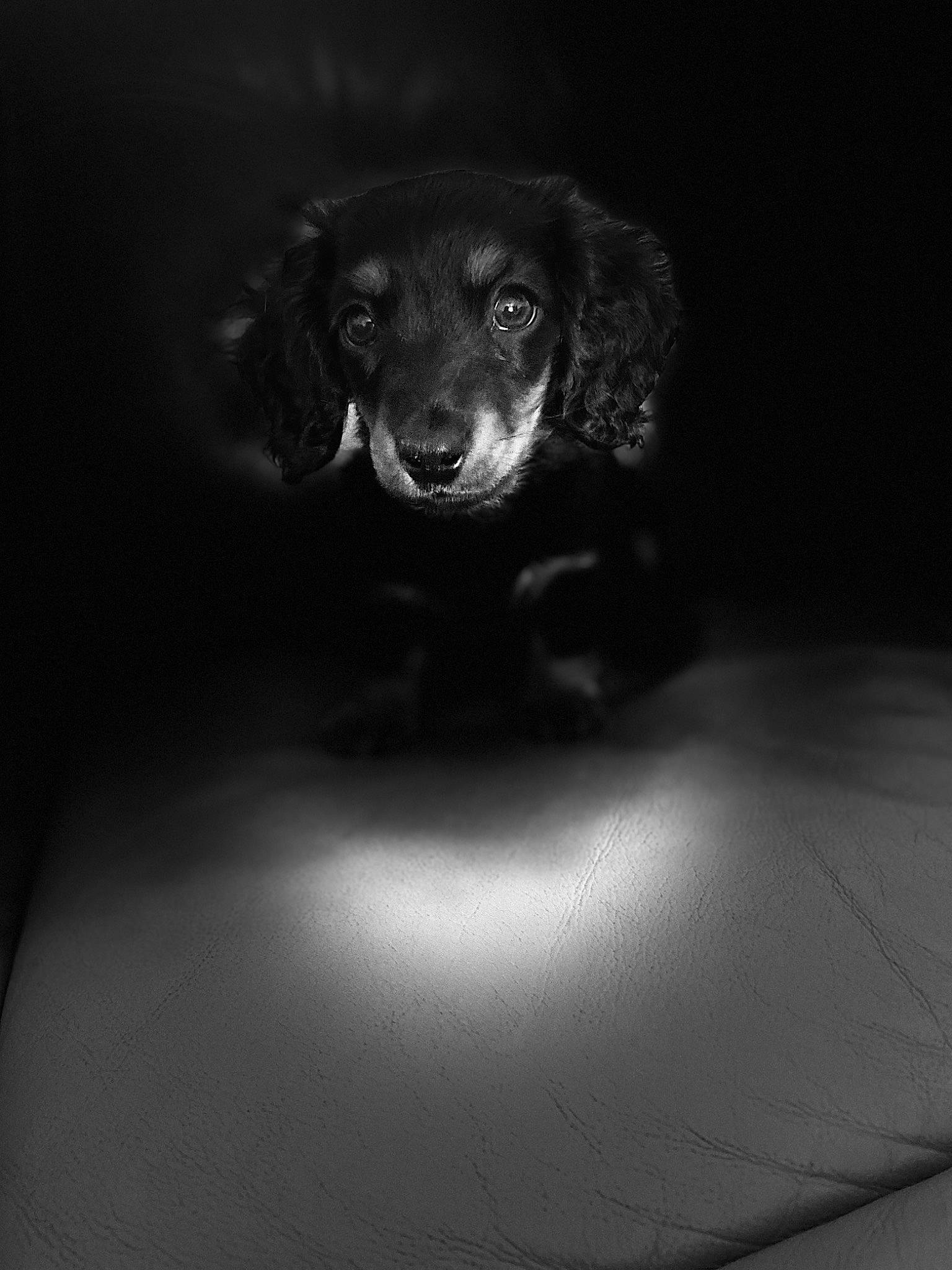 Woody joined the competition — help win amazing prizes! automotive_lighting, carnivore, companion_dog, darkness, dog, dog_breed, eye, flash_photography, grey, macro_photography, monochrome, monochrome_photography, night, snout, sporting_group, still_life_photography, style, tints_and_shades, toy, whiskers