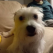 Tyler a rejoint le concours — aidez-le/la à gagner de superbes lots ! dog, white_dog, pet, indoor, couch, man, person, seated, beige, fur, close_up, curious, wide_eyes, living_room, casual, relaxed, background, portrait, home, furniture
