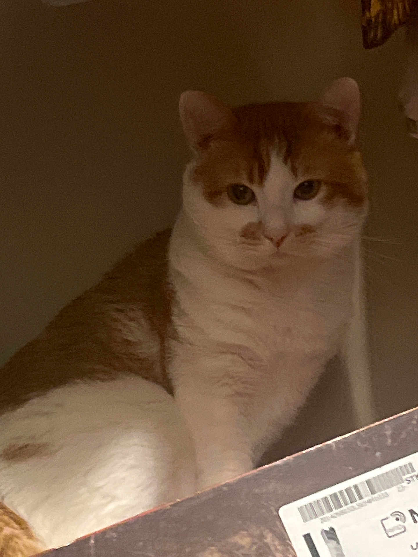 Bambino