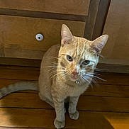 Gumball joined the competition — help win amazing prizes! cat, orange_tabby, pet, indoor, wooden_floor, wooden_cabinet, collar, bell, curious, feline, whiskers, sitting, looking_up, domestic_animal, home, floorboards, ears, tail, fur, animal