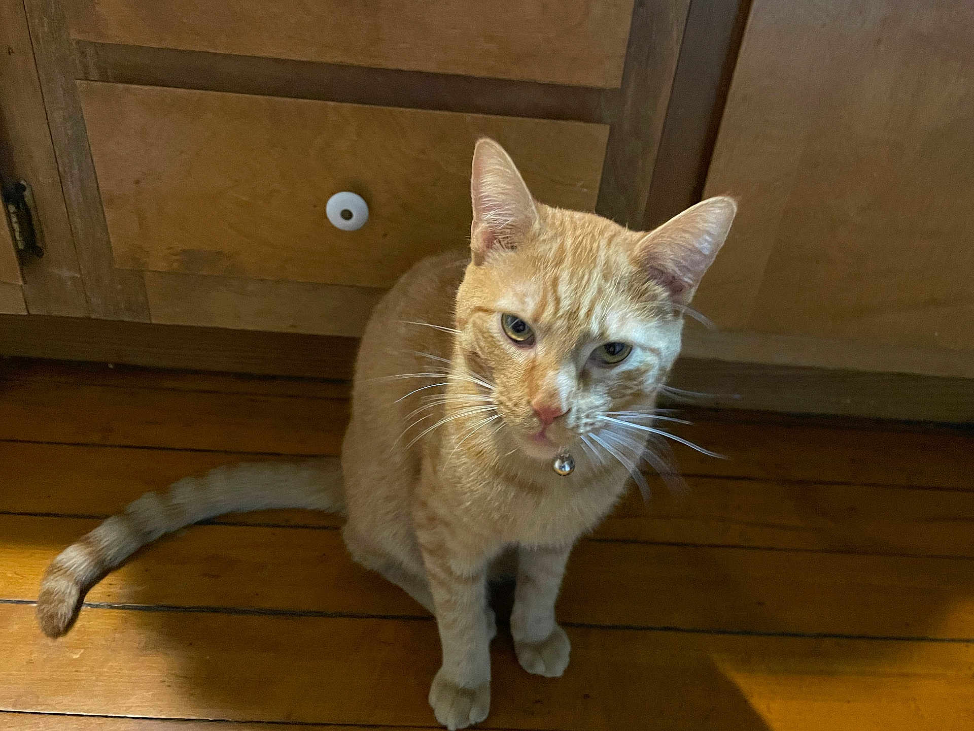 Gumball joined the competition — help win amazing prizes! cat, orange_tabby, pet, indoor, wooden_floor, wooden_cabinet, collar, bell, curious, feline, whiskers, sitting, looking_up, domestic_animal, home, floorboards, ears, tail, fur, animal