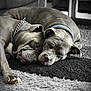 animal, carpet, chain_collar, closeup, collar, companions, cozy, dog, domestic, friendship, fur, home, indoor, pet, pitbull, relaxed, resting, sleeping, snuggle, two_dogs