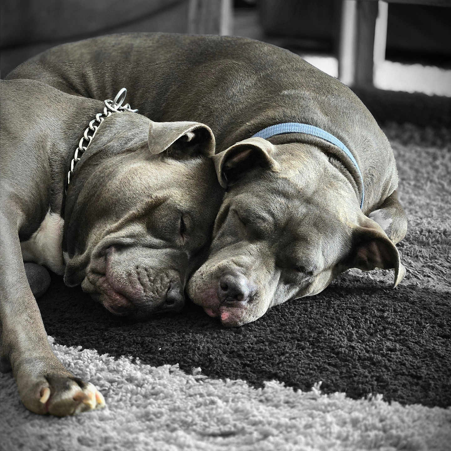 Ice And Storm is registered to the contest to win money with this photo: animal, carpet, chain_collar, closeup, collar, companions, cozy, dog, domestic, friendship, fur, home, indoor, pet, pitbull, relaxed, resting, sleeping, snuggle, two_dogs