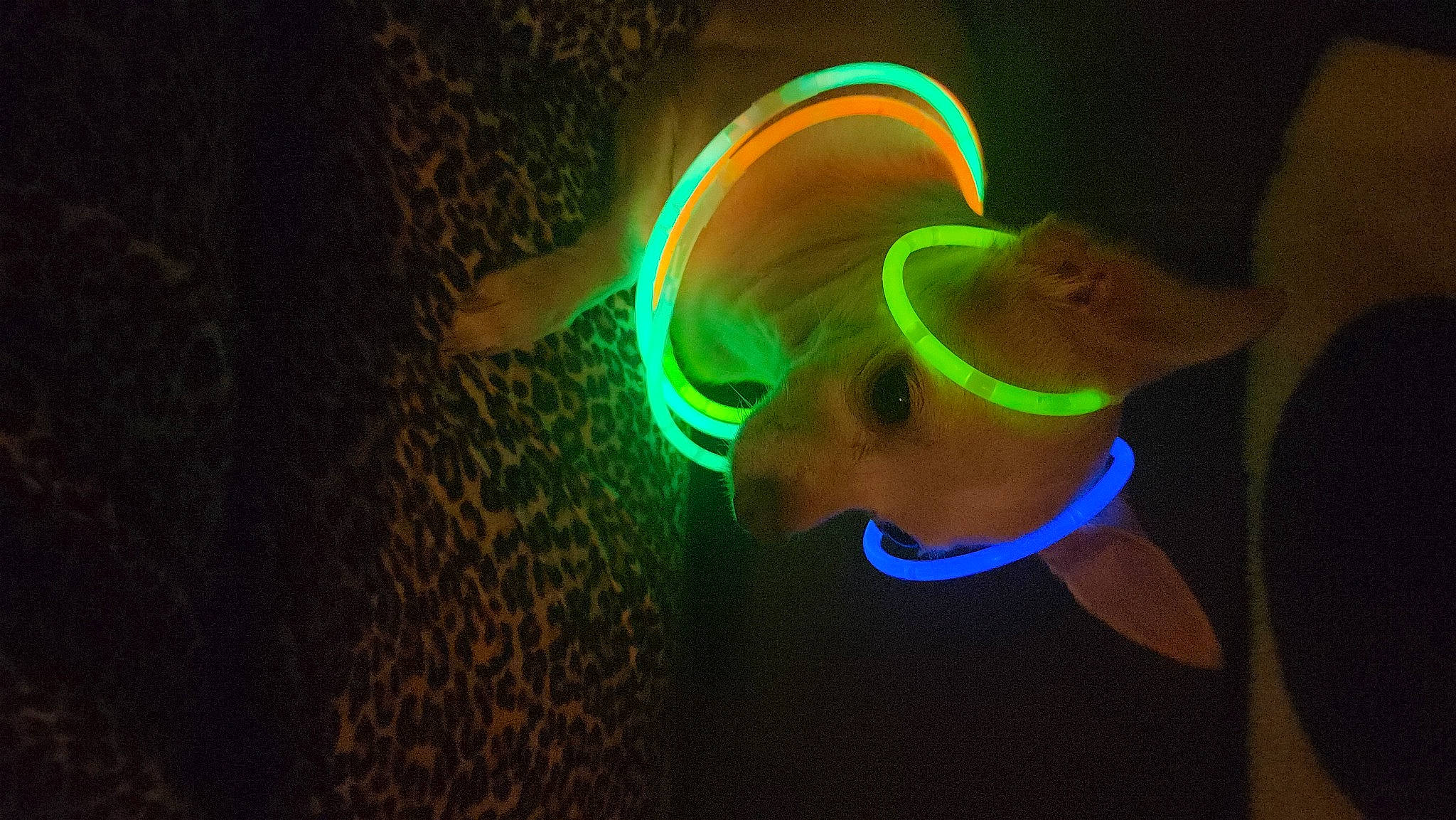 Daisy joined the competition — help win amazing prizes! art, circle, darkness, electric_blue, entertainment, event, eyewear, font, fun, gas, graphics, lens_flare, magenta, neon, organism, pattern, sunglasses, technology, visual_effect_lighting, water