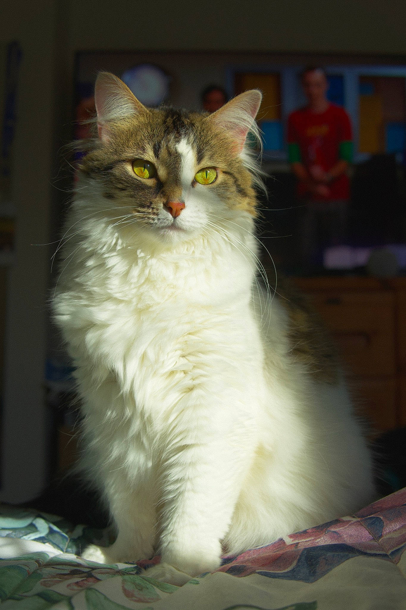 Layla is registered to the contest to win money with this photo: carnivore, cat, claw, domestic_short_haired_cat, felidae, fur, paw, sitting, small_to_medium_sized_cats, snout, tail, whiskers, window