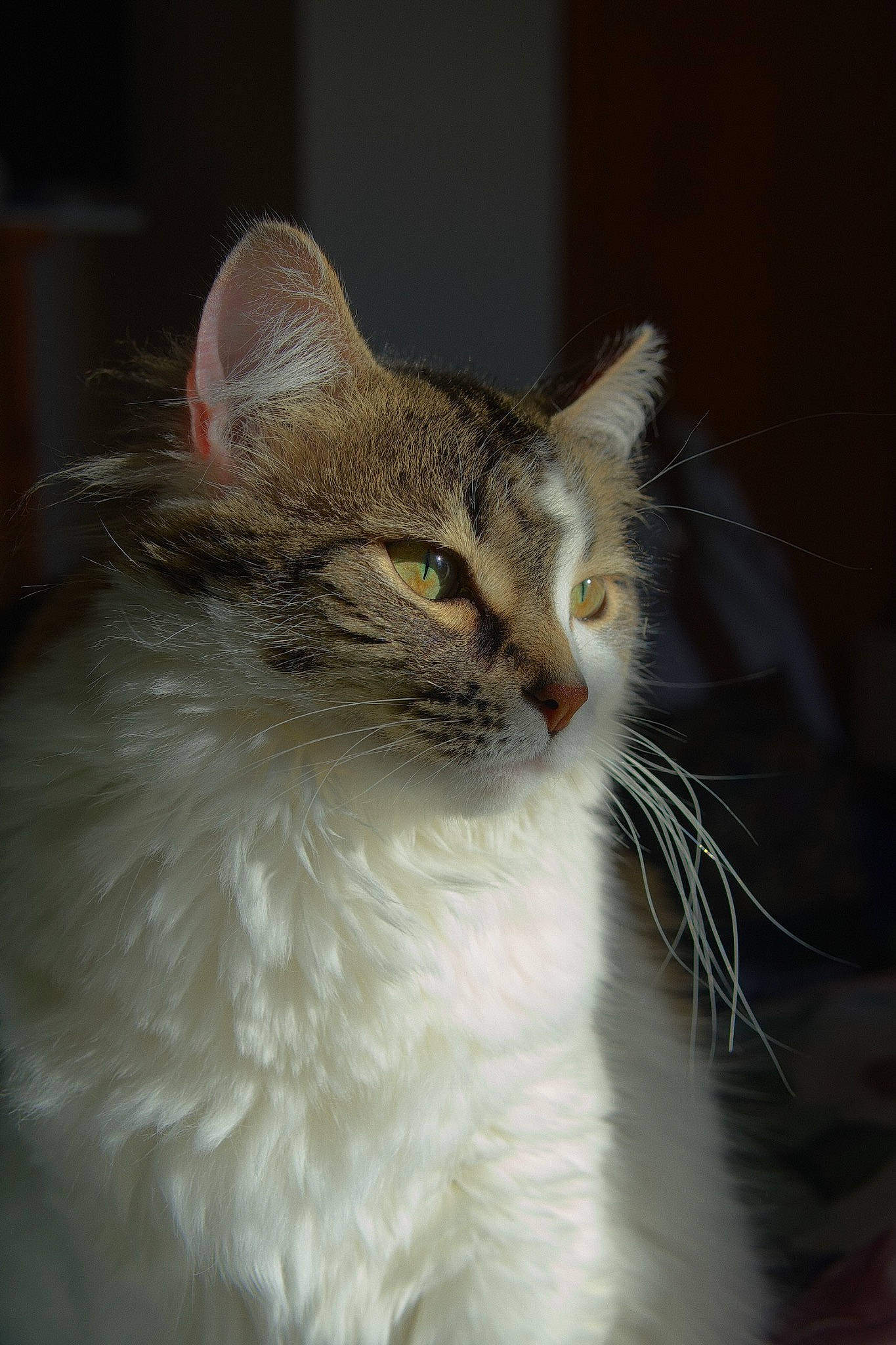 Layla is registered to the contest to win money with this photo: carnivore, cat, domestic_short_haired_cat, event, felidae, fur, small_to_medium_sized_cats, snout, terrestrial_animal, tree, whiskers, wildlife, window