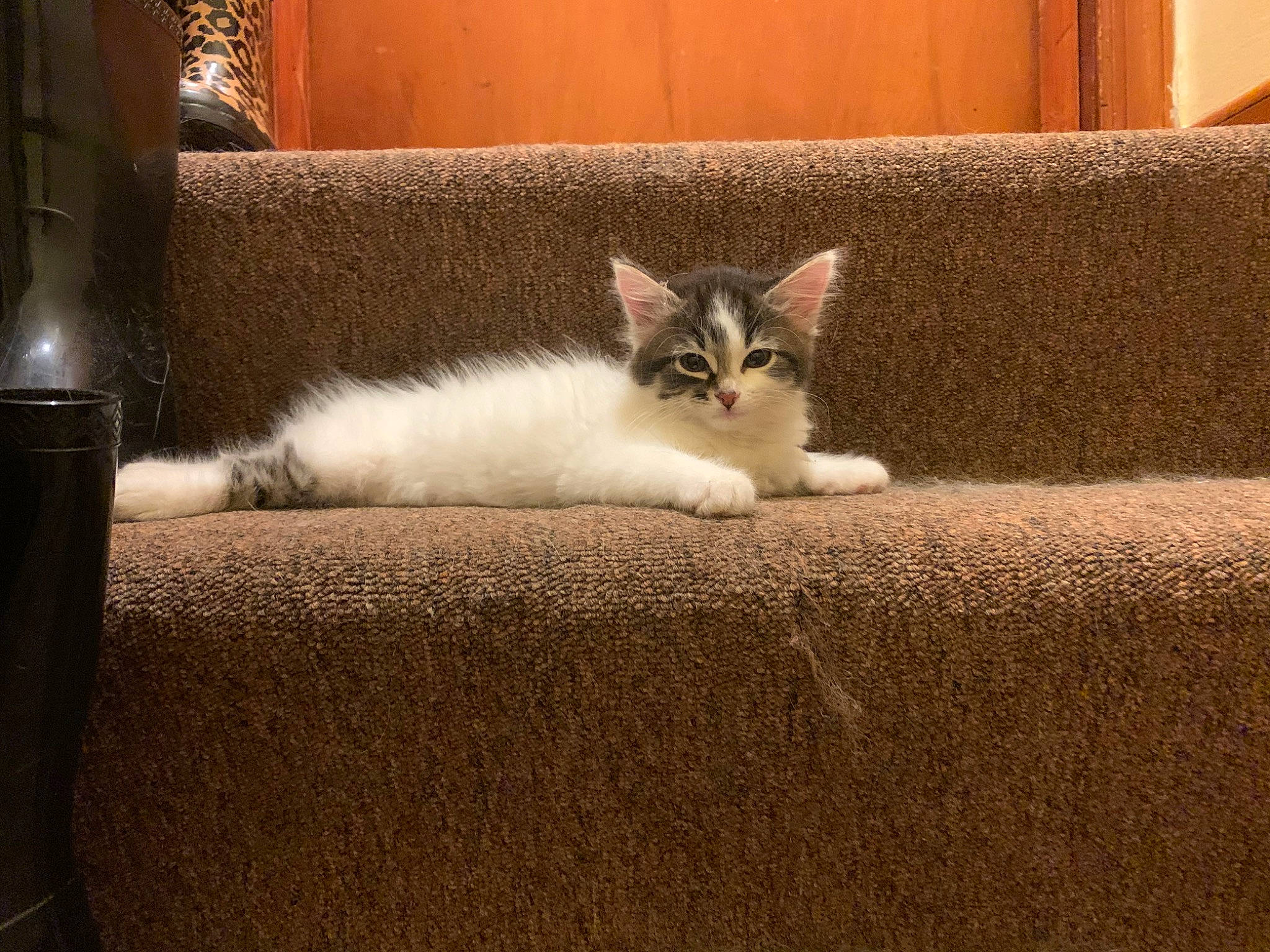 Layla is registered to the contest to win money with this photo: carnivore, cat, comfort, couch, domestic_short_haired_cat, fawn, felidae, floor, flooring, fur, grey, hardwood, paw, room, small_to_medium_sized_cats, snout, tail, whiskers, window, wood