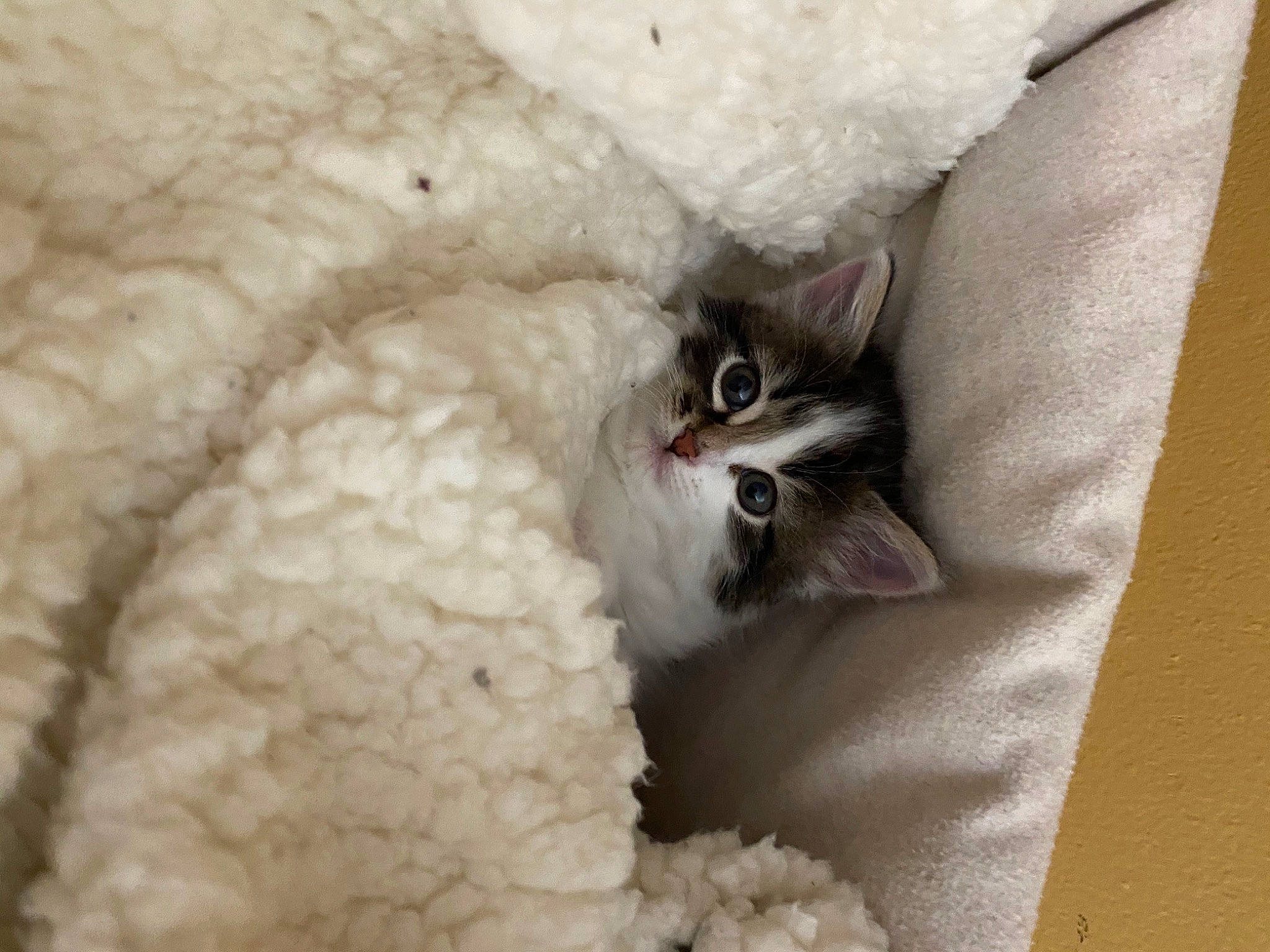 Layla is registered to the contest to win money with this photo: canidae, carnivore, cat, cat_bed, cat_supply, claw, comfort, domestic_short_haired_cat, fawn, felidae, fur, grey, pattern, paw, ragdoll, small_to_medium_sized_cats, snout, tail, whiskers