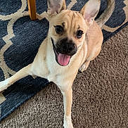 Milo is registered to the contest to win money with this photo: dog, puppy, pet, sitting, tongue_out, happy, playful, ears, short_hair, tan_fur, white_chest, black_nose, indoors, carpet, rug, wooden_chair, home, portrait, animal_photography, cute