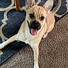 dog, puppy, pet, sitting, tongue_out, happy, playful, ears, short_hair, tan_fur, white_chest, black_nose, indoors, carpet, rug, wooden_chair, home, portrait, animal_photography, cute