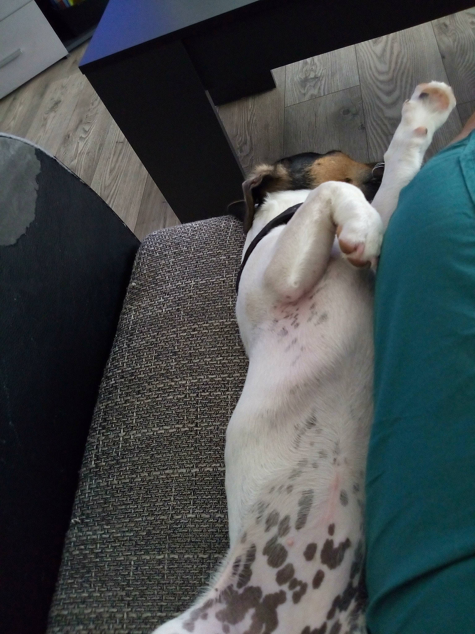 Ulka a rejoint le concours — aidez-le/la à gagner de superbes lots ! canidae, carnivore, comfort, companion_dog, couch, dog, dog_breed, elbow, fawn, felidae, foot, fur, human_leg, linens, snout, sporting_group, tail, thigh, trunk, whiskers