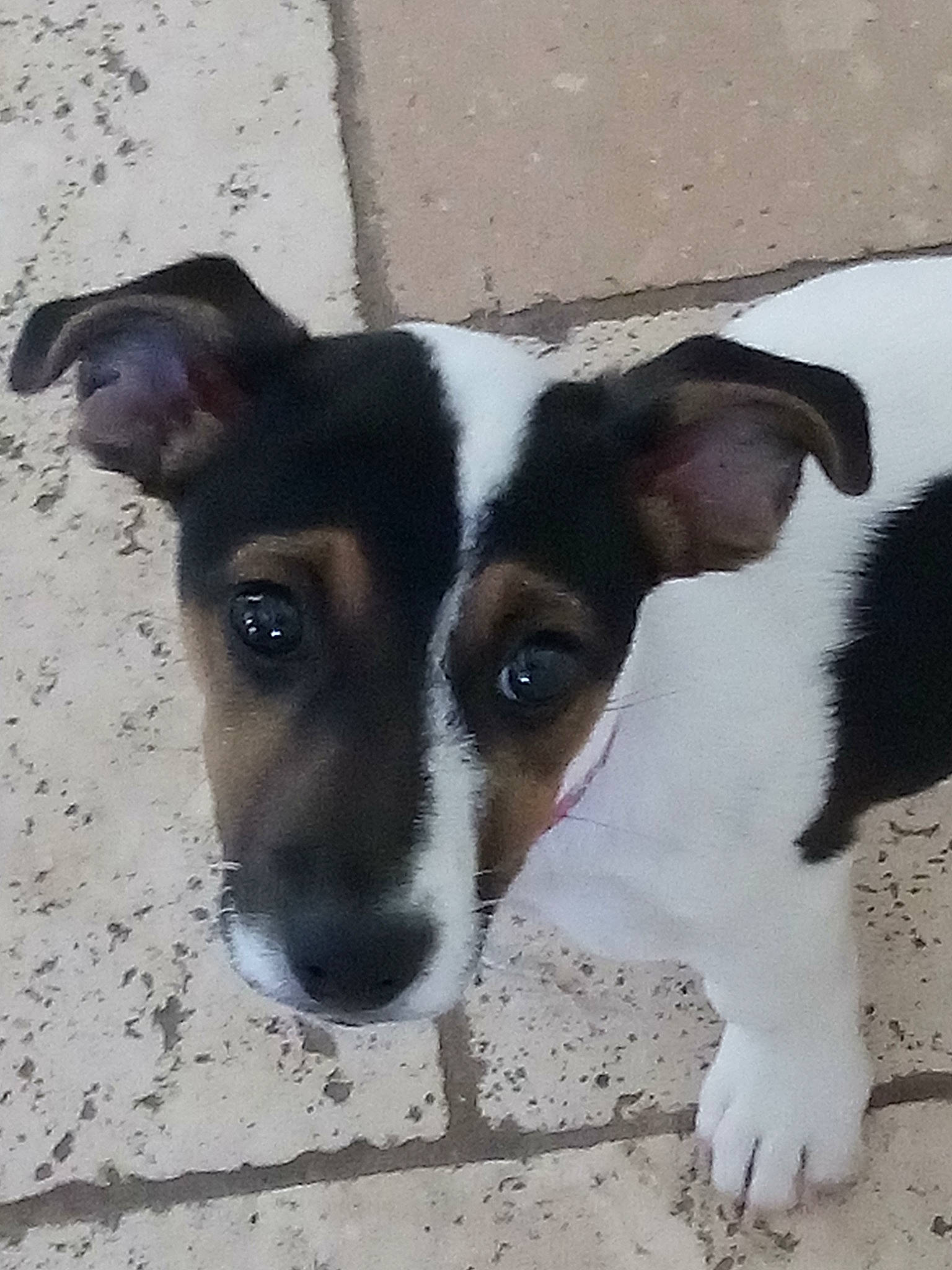 Ulka a rejoint le concours — aidez-le/la à gagner de superbes lots ! canidae, carnivore, chilean_fox_terrier, collar, companion_dog, dog, dog_breed, ear, eye, fawn, fur, irishjacks, puppy, small_terrier, sporting_group, terrestrial_animal, terrier, whiskers, working_animal