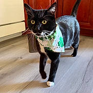 Binx joined the competition — help win amazing prizes! animal_accessory, appliance, bandana, black_cat, cabinet, cat, close_up, curious, domestic_animal, feline, flooring, indoor, kitchen, pet, shamrocks, tail_up, walking, whiskers, white_paws, wooden_floor