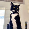 Binx joined the competition — help win amazing prizes! alert, animal, black_and_white, blurred_background, cat, closeup, collar, curious, domestic_cat, feline, fur, house, indoor, pet, portrait, sitting, soft_light, tuxedo_cat, whiskers, yellow_eyes