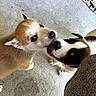 Biskett And Kopper is registered to the contest to win money with this photo: puppy, dog, playful, bite, fur, cute, animal, pet, concrete_floor, closeup, young, two_dogs, black_and_white, brown_fur, whiskers, ears, snout, indoor, interaction, companions