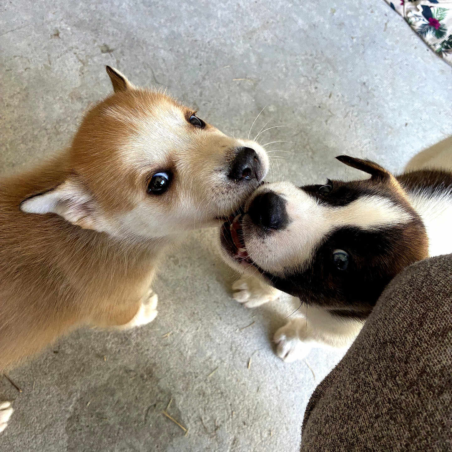 Biskett And Kopper