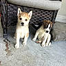 puppies, dog, pets, cute, wicker_chair, cushion, concrete_floor, indoor, two_animals, sitting, small_dogs, brown_puppy, white_puppy, ears, floor, furniture, resting, young_animals, companion, adorable