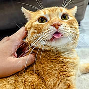 Kiyoo a rejoint le concours — aidez-le/la à gagner de superbes lots ! cat, orange_tabby, pet, hand, whiskers, tongue_out, fur, close_up, indoor, relaxed, cute, playful, animal, mammal, domestic_cat, feline, soft, friendly, resting, adorable