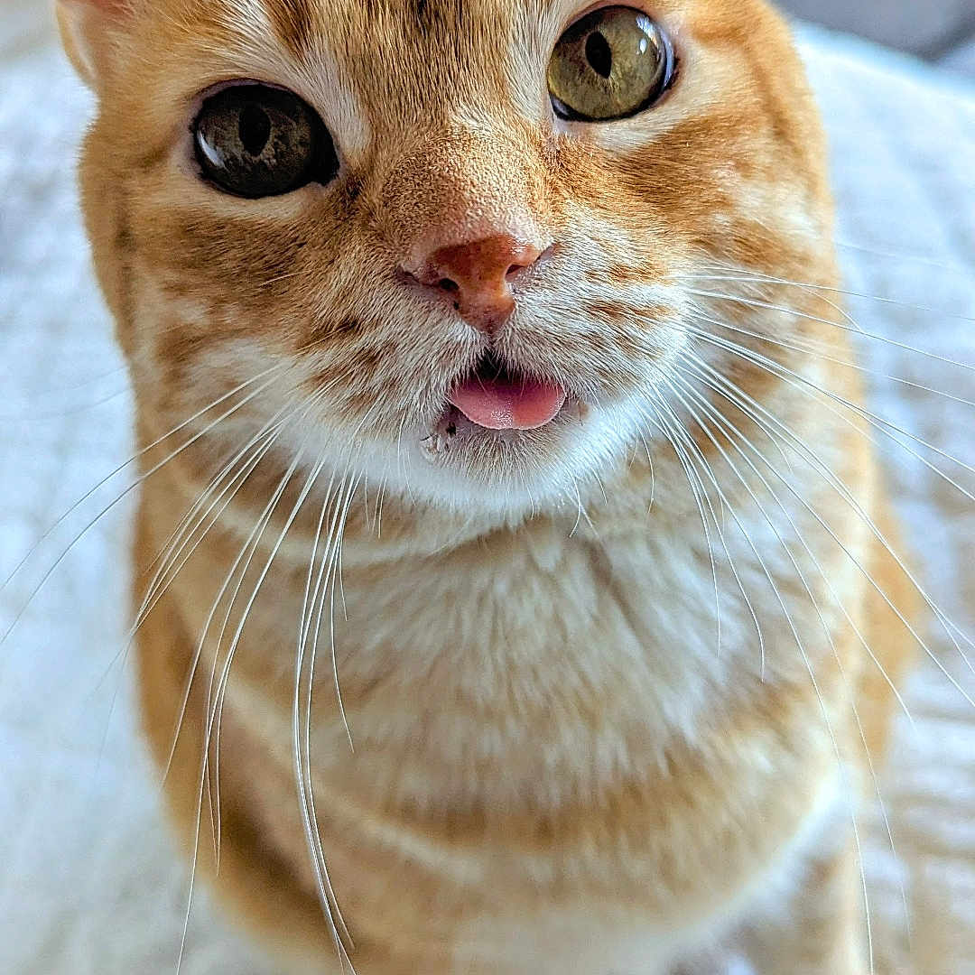 Kiyoo a rejoint le concours — aidez-le/la à gagner de superbes lots ! animal, bed, blanket, cat, close_up, curious, cute, ears, eyes, feline, fur, indoor, nose, orange_tabby, pet, playful, sitting, soft_lighting, tongue_out, whiskers