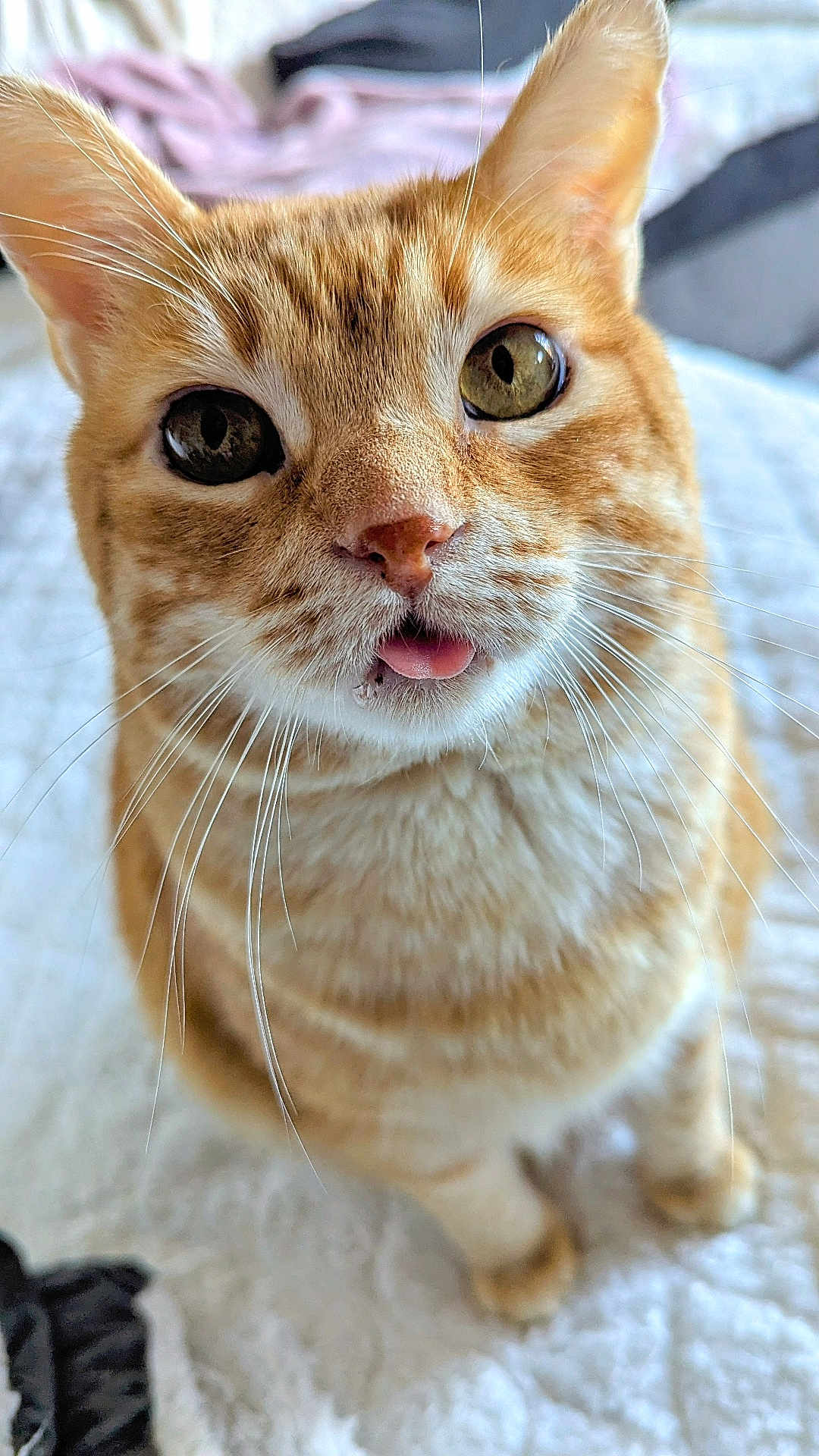 Kiyoo a rejoint le concours — aidez-le/la à gagner de superbes lots ! cat, orange_tabby, close_up, tongue_out, whiskers, pet, feline, curious, playful, indoor, soft_lighting, bed, blanket, cute, animal, fur, ears, eyes, nose, sitting