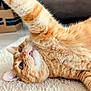 Kiyoo a rejoint le concours — aidez-le/la à gagner de superbes lots ! cat, orange_tabby, pet, indoor, carpet, feline, playful, paw, whiskers, cute, fur, animal, relaxed, curious, closeup, domestic_animal, soft_texture, mammal, resting, eye