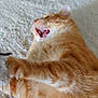 Kiyoo a rejoint le concours — aidez-le/la à gagner de superbes lots ! cat, orange_tabby, feline, pet, fur, carpet, indoor, paw, mouth_open, playful, whiskers, relaxed, close_up, animal, cute, domestic_animal, sleepy, soft_texture, lying_down, furry