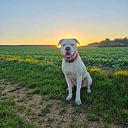 Vadim participe au concours pour gagner de l'argent avec cette photo : animal, canine, collar, dog, evening, field, grass, greenery, happy, landscape, nature, outdoor, peaceful, pet, rural, sitting, sky, sun, sunset, white_dog