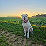 animal, canine, collar, dog, evening, field, grass, greenery, happy, landscape, nature, outdoor, peaceful, pet, rural, sitting, sky, sun, sunset, white_dog