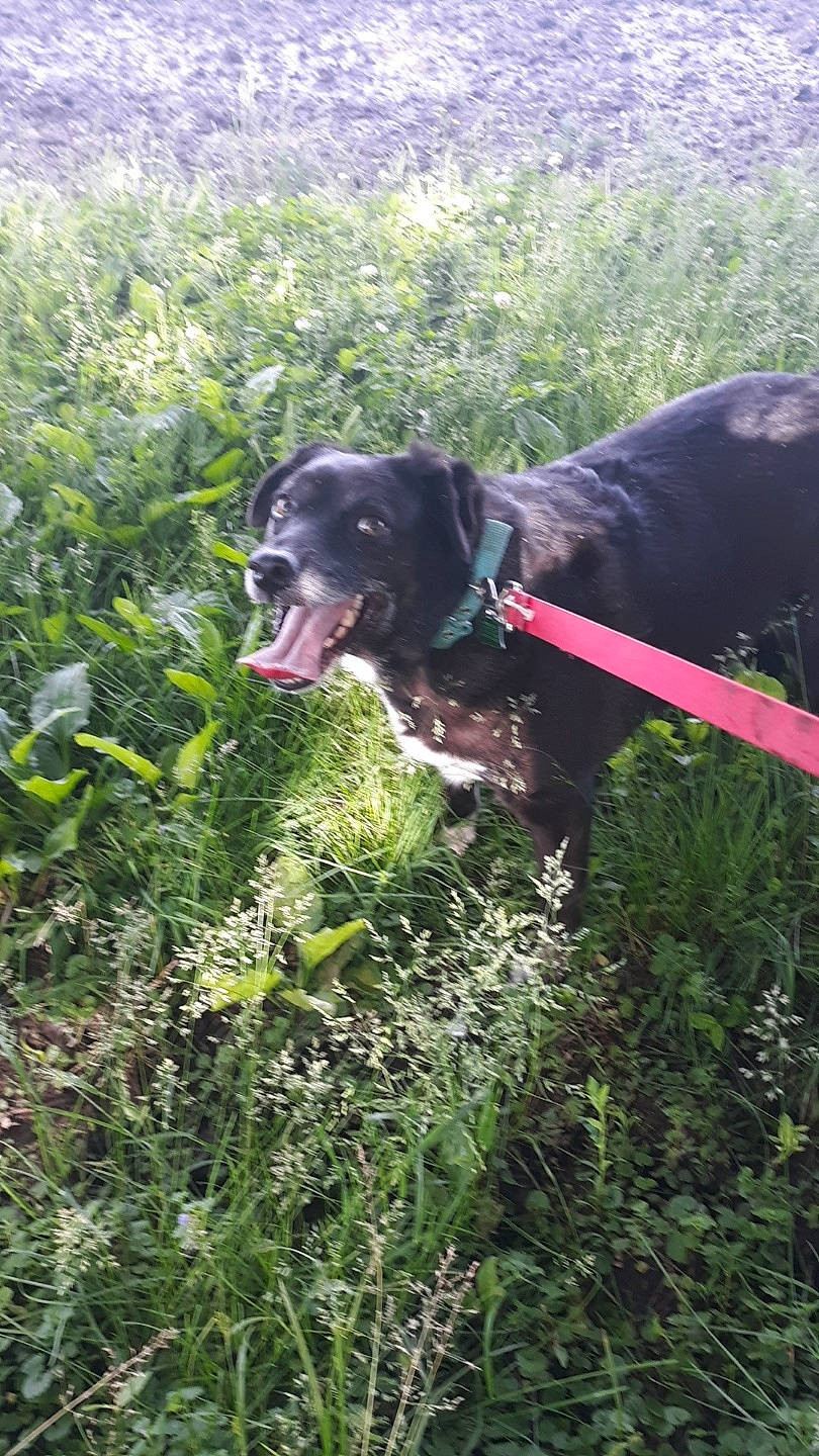 Brewski is registered to the contest to win money with this photo: canidae, carnivore, dog, dog_breed, field_trial, grass, hunting_dog, labrador_retriever, patterdale_terrier, pointer, pointing_breed, sporting_group