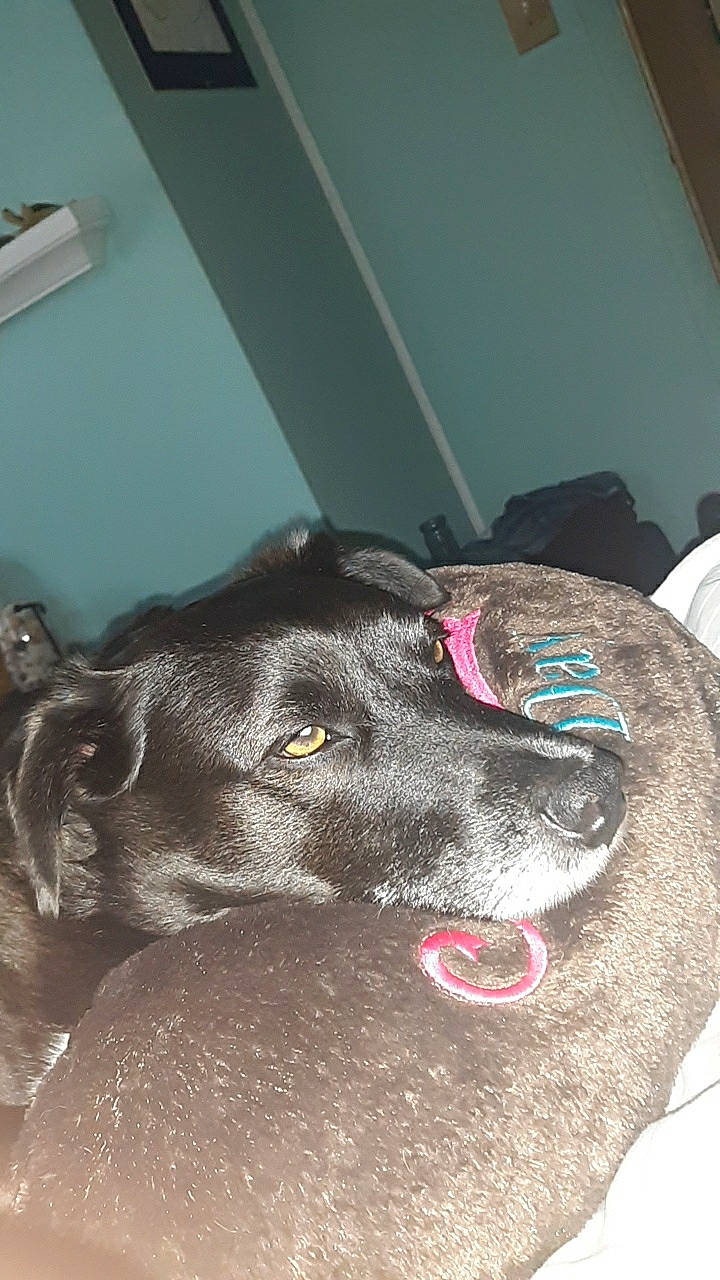 Brewski joined the competition — help win amazing prizes! blue_lacy, canidae, carnivore, dog, dog_breed, ear, formosan_mountain_dog, labrador_retriever, nose, snout, sporting_group, whiskers