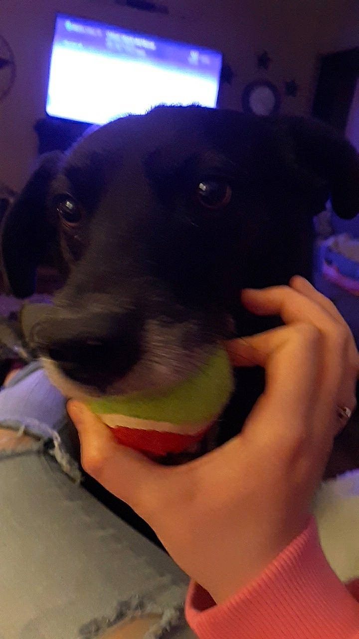 Brewski is registered to the contest to win money with this photo: canidae, carnivore, dog, dog_breed, fawn, snout, sporting_group, toy_fox_terrier