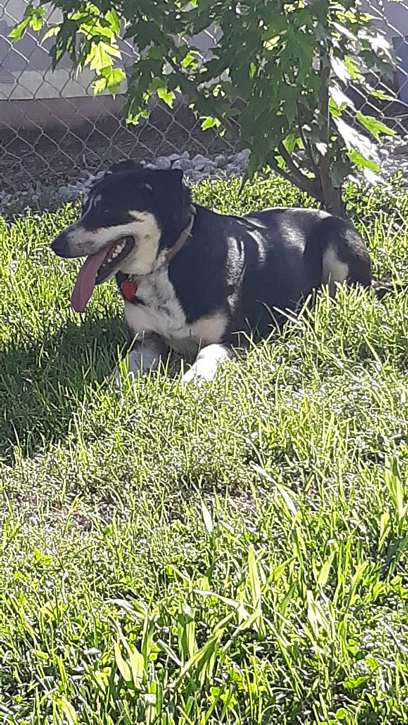 Dolly joined the competition — help win amazing prizes! canidae, carnivore, dog, dog_breed, entlebucher_mountain_dog, grass, hunting_dog, mammal, rare_breed_dog, vertebrate