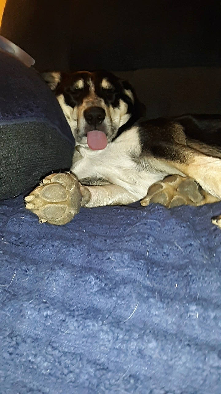 Dolly is registered to the contest to win money with this photo: canidae, carnivore, dog, dog_breed, livestock_guardian_dog, mammal, paw, rare_breed_dog, siberian_husky, snout, sporting_group