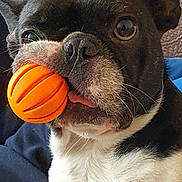 Maya a rejoint le concours — aidez-le/la à gagner de superbes lots ! dog, orange_ball, pet, close_up, black_and_white, tongue, indoor, blanket, person, curious, face, animal, cute, playing, toy, fur, looking, whiskers, snout, ears