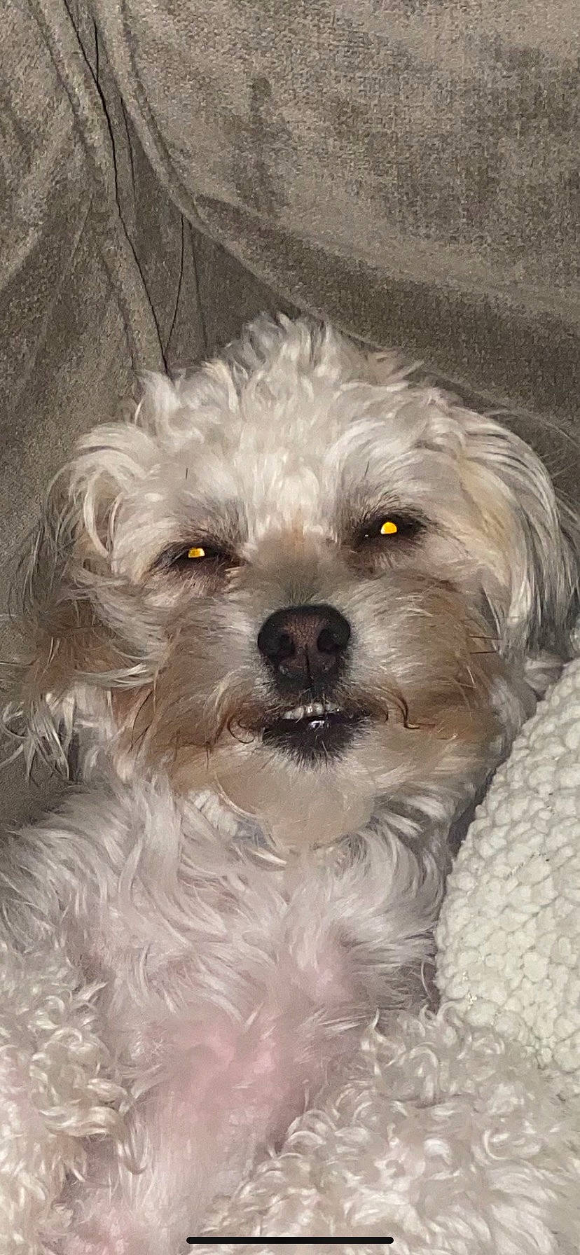 Buddy is registered to the contest to win money with this photo: ancient_dog_breeds, canidae, carnivore, companion_dog, dog, dog_breed, dog_collar, fur, liver, mal_shi, non_sporting_group, poodle_crossbreed, shih_poo, small_terrier, terrestrial_animal, terrier, toy_dog, water_dog, whiskers, yorkipoo