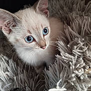 Aïko participe au concours pour gagner de l'argent avec cette photo : kitten, cat, blue_eyes, fluffy, blanket, curious, pet, fur, whiskers, cute, animal, indoor, young, soft, closeup, portrait, cozy, small, domestic_cat, feline
