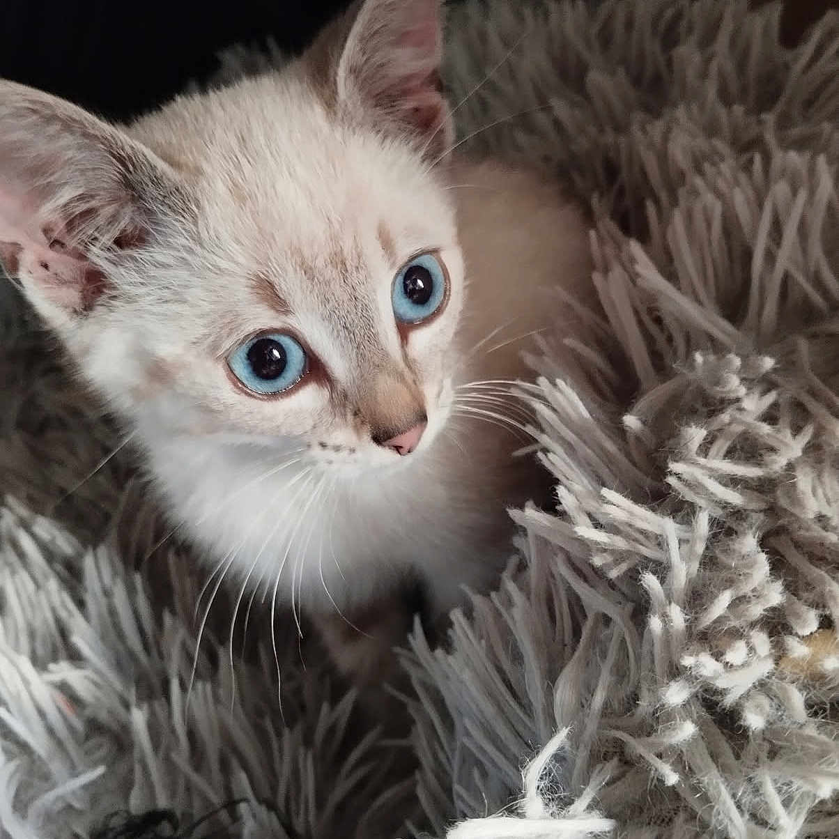Aïko participe au concours pour gagner de l'argent avec cette photo : animal, blanket, blue_eyes, cat, closeup, cozy, curious, cute, domestic_cat, feline, fluffy, fur, indoor, kitten, pet, portrait, small, soft, whiskers, young