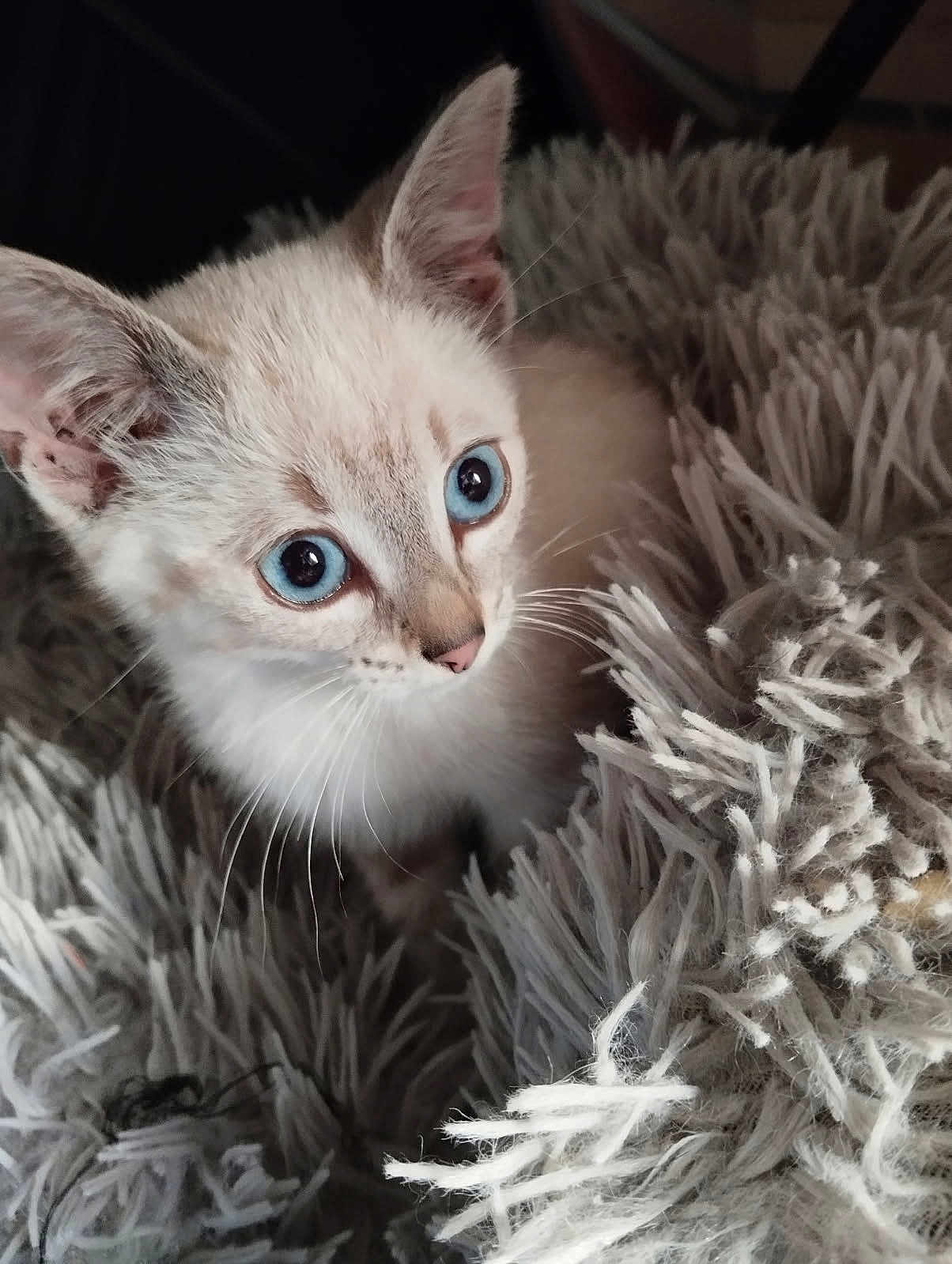 Aïko participe au concours pour gagner de l'argent avec cette photo : kitten, cat, blue_eyes, fluffy, blanket, curious, pet, fur, whiskers, cute, animal, indoor, young, soft, closeup, portrait, cozy, small, domestic_cat, feline