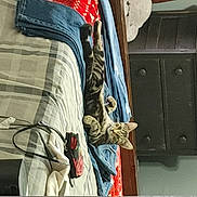 Lily joined the competition — help win amazing prizes! bag, baggage, cabinetry, carmine, chest, closet, clothes_hanger, denim, drawer, electrical_wiring, fashion_accessory, linens, luggage_and_bags, publication, shelf, t_shirt, tartan, wardrobe, wire, wood