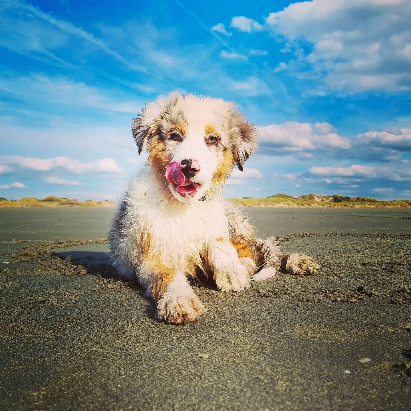 Oslow participe au concours pour gagner de l'argent avec cette photo : asphalt, canidae, carnivore, cloud, companion_dog, cumulus, dog, dog_breed, horizon, landscape, meteorological_phenomenon, ocean, road, road_surface, sky, small_terrier, snout, sporting_group, terrier, toy_dog
