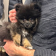 Winnie The Pooh joined the competition — help win amazing prizes! animal, black, clothing, coat, curious, cute, dog, eyes, fluffy, fur, hand, holding, indoor, pattern, person, pet, puppy, small, sweater, tan