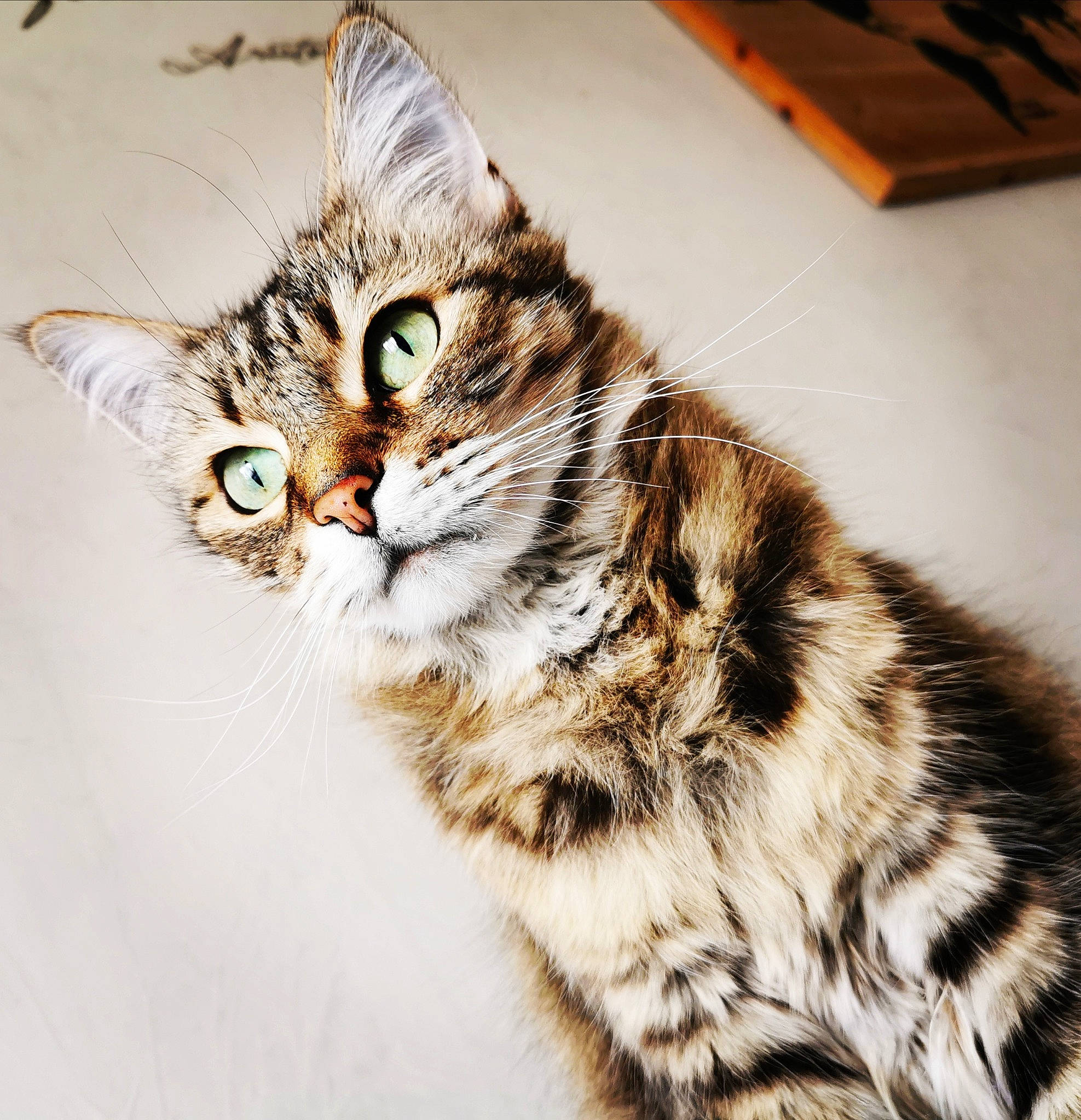 Chatoune participe au concours pour gagner de l'argent avec cette photo : box, carnivore, cat, claw, computer_keyboard, domestic_short_haired_cat, ear, felidae, fur, paw, small_to_medium_sized_cats, snout, tail, terrestrial_animal, whiskers, wildlife