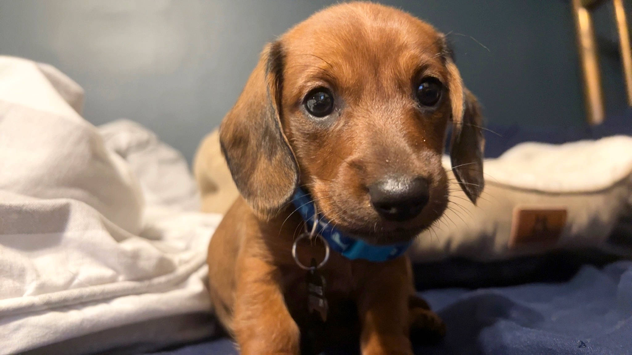 Milo is registered to the contest to win money with this photo: canidae, carnivore, companion_dog, dog, dog_breed, ear, eye, fawn, fur, hound, hunting_dog, liver, pet_supply, puppy, snout, sporting_group, terrestrial_animal, whiskers