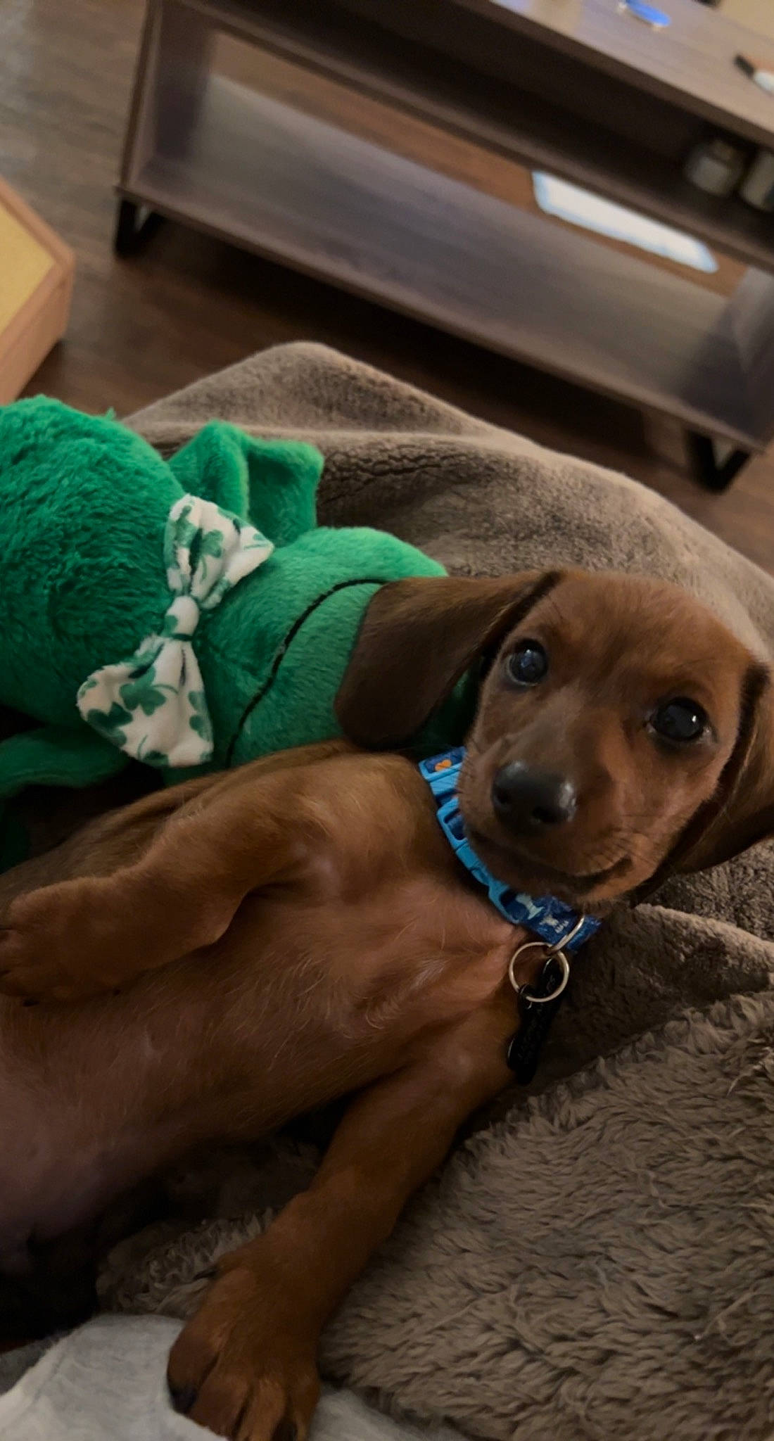 Milo joined the competition — help win amazing prizes! canidae, carnivore, collar, companion_dog, dog, dog_breed, dog_collar, fashion_accessory, fawn, fur, hat, liver, personal_protective_equipment, pet_supply, recreation, snout, sporting_group, whiskers, working_animal, wrinkle