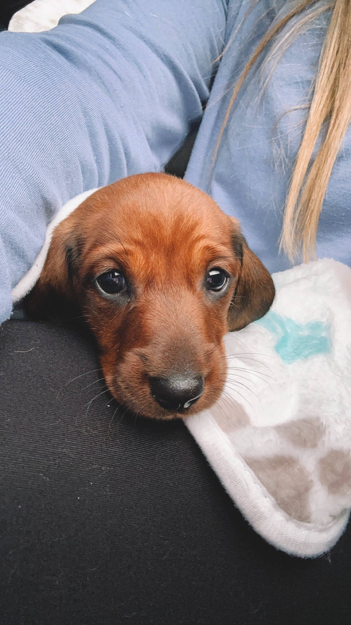 Milo is registered to the contest to win money with this photo: canidae, carnivore, comfort, companion_dog, dog, dog_breed, ear, fawn, fur, liver, snout, sporting_group, terrestrial_animal, whiskers, working_animal