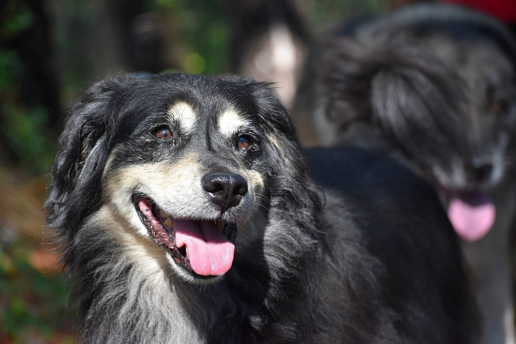 Chuppo participe au concours pour gagner de l'argent avec cette photo : ancient_dog_breeds, canidae, carnivore, companion_dog, dog, dog_breed, fur, guard_dog, plant, snout, sporting_group, terrestrial_animal, working_animal, working_dog