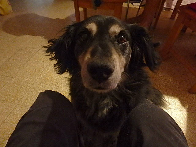 Farine participe au concours pour gagner de l'argent avec cette photo : border_collie, carnivore, chair, companion_dog, dog, dog_breed, flooring, fur, hardwood, snout, terrestrial_animal, whiskers, wood, working_dog