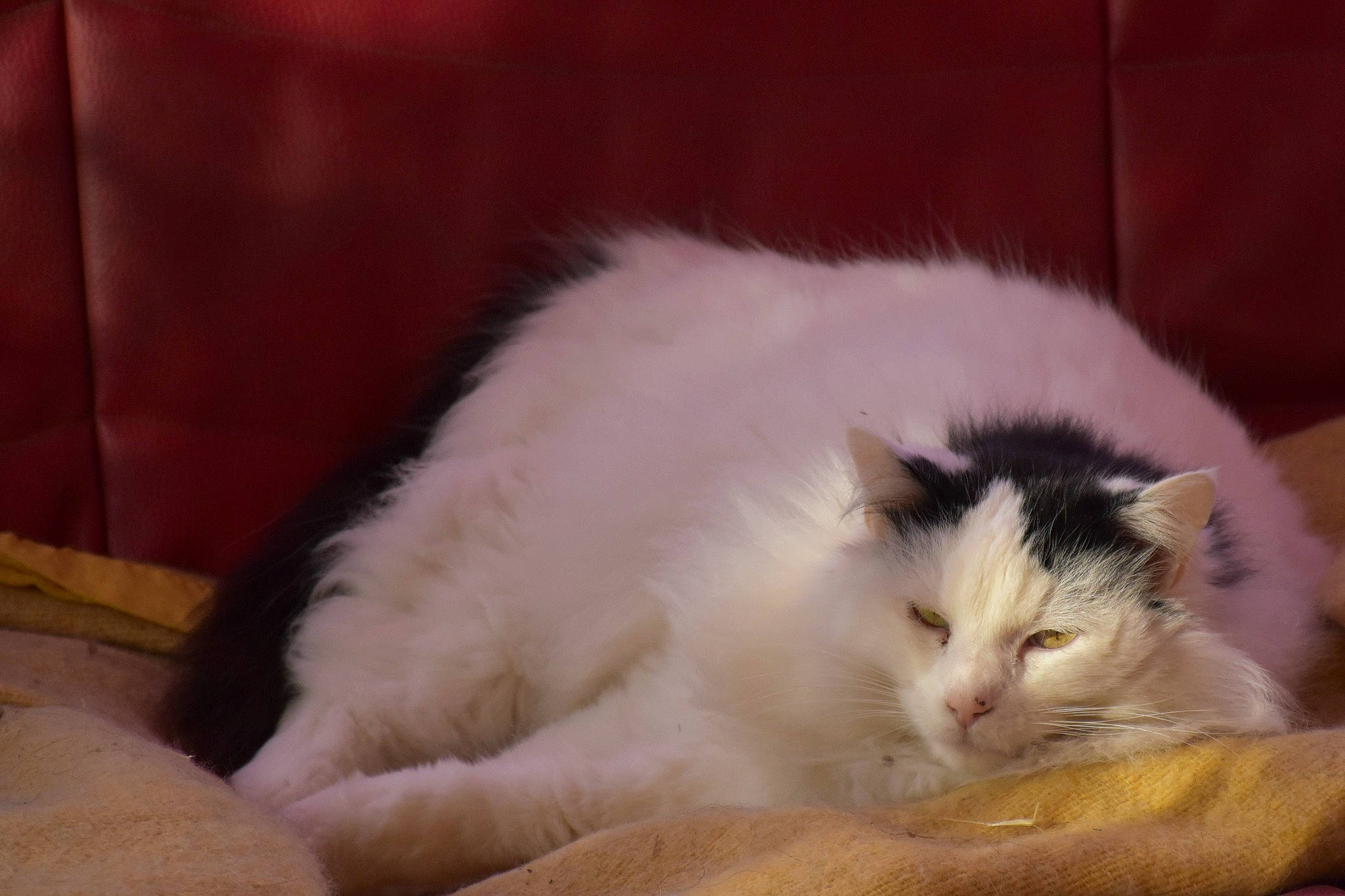 Farine a rejoint le concours — aidez-le/la à gagner de superbes lots ! carnivore, cat, claw, comfort, domestic_short_haired_cat, felidae, fur, hardwood, paw, small_to_medium_sized_cats, snout, tail, whiskers, wood