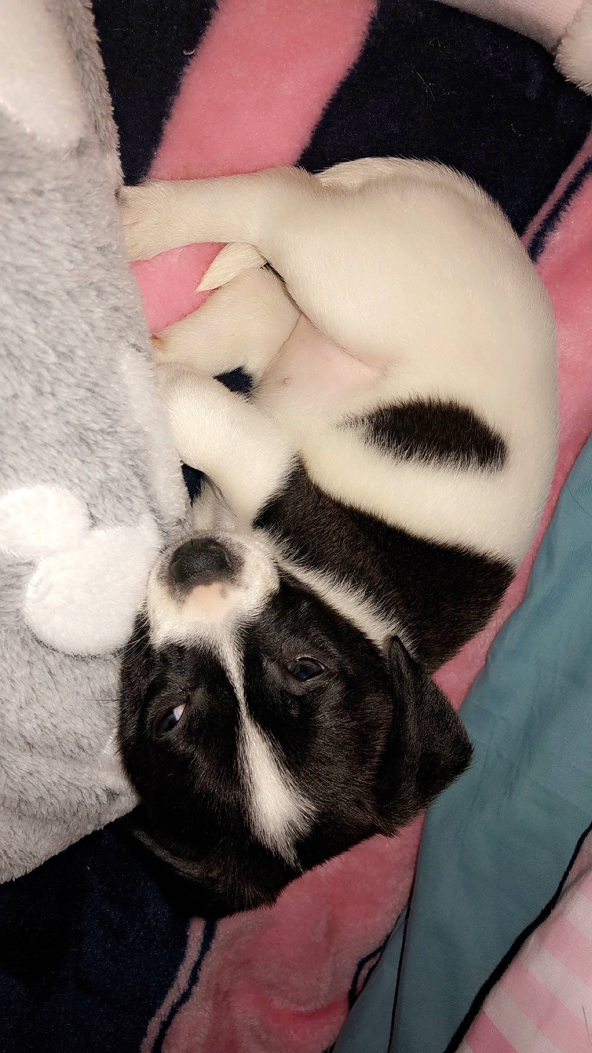 Hollie joined the competition — help win amazing prizes! canidae, carnivore, cat, comfort, companion_dog, dog, dog_breed, eyelash, fawn, felidae, fur, mammal, pattern, paw, sleeve, small_to_medium_sized_cats, snout, tail, vertebrate, whiskers