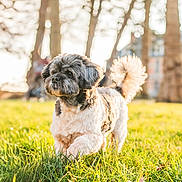 Tobbychou participe au concours pour gagner de l'argent avec cette photo : dog, grass, outdoor, sunlight, fluffy_tail, pet, cute, small_dog, nature, blurred_background, trees, walking, sunny, animal, fur, daylight, park, mammal, canine, portrait